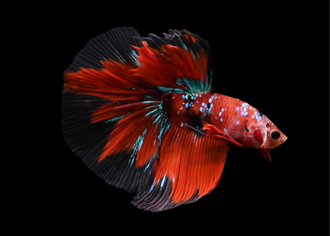 Red Galaxy Halfmoon Male Betta | 5211