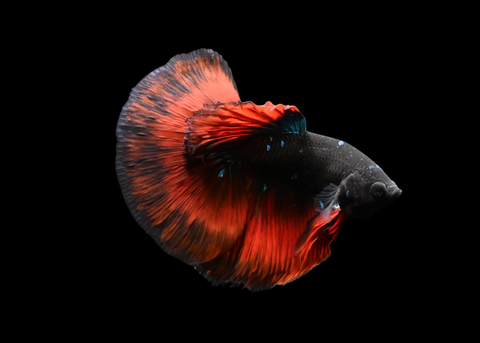 Vampire Halfmoon Male Betta | 5186