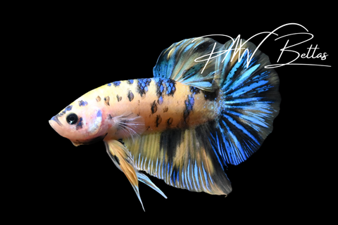 Yellow Koi HMPK Male Betta | 5154