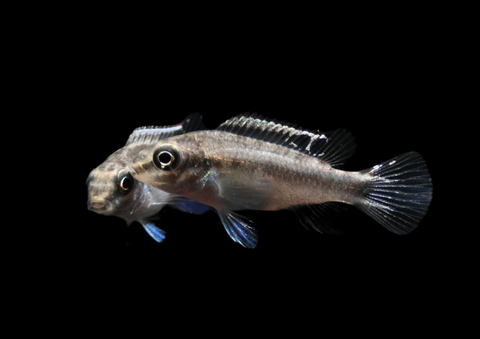 Kribensis | Pelvicachromis pulcher