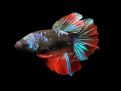 Avatar Halfmoon Female Betta | F2320