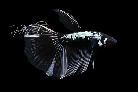 Samurai Delta Male Betta | M5042