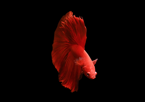 Super Red Halfmoon Male Betta | 5283