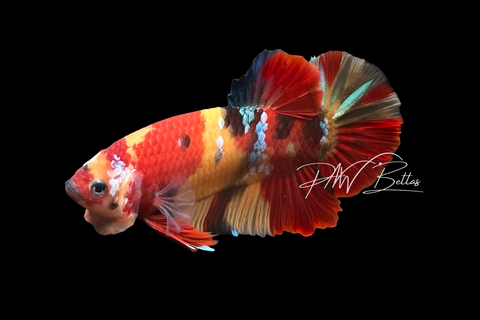 Candy Nemo HMPK Male Betta | M4042