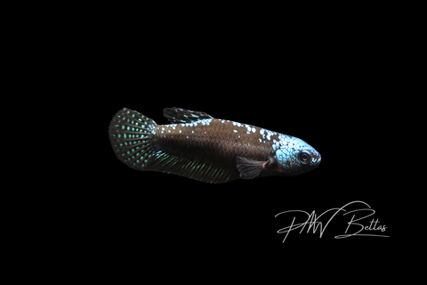 Green Samurai Alien Female | Franks Bettas Wild Type | FW108