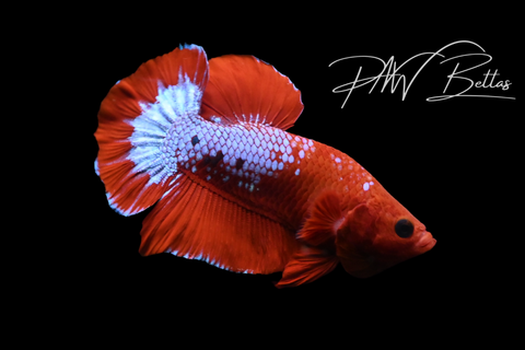 Hellboy HMPK Male Betta | M5102