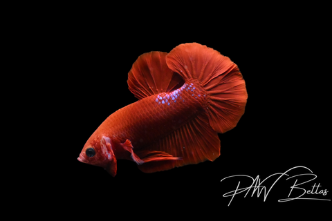 Red Fancy HMPK Male Betta | 5133