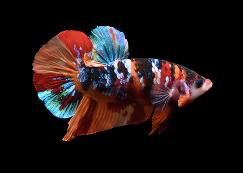 Koi Galaxy HMPK Male Betta | 5263