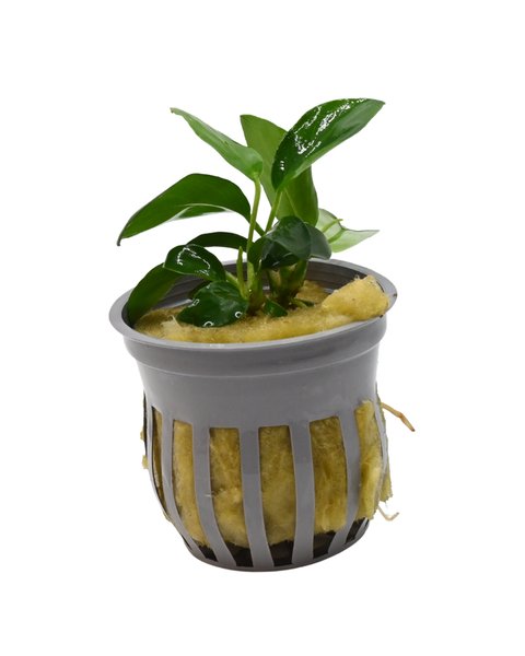 Anubias Nana |  Anubias barteri var. nana