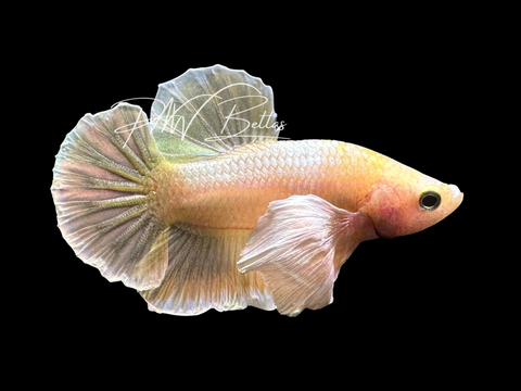 Gold Dumbo HMPK Male Betta | M3030