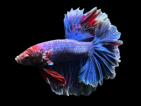 Grizzle HM Male Betta | M2398