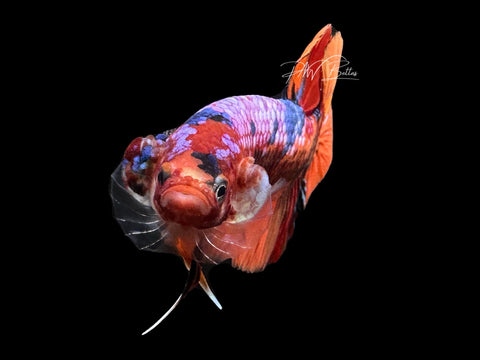 Candy HMPK Male Betta | M2404