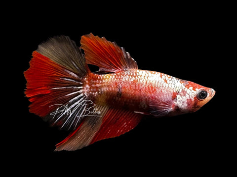 Copper Nemo Halfmoon Female Betta | F2812