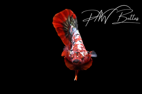 Red Copper Galaxy HMPK Male Betta | 5203