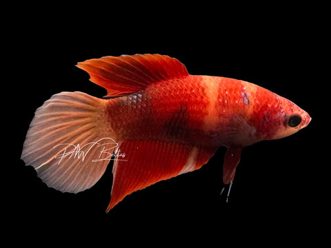 Nemo Veiltail Female Betta | F4008