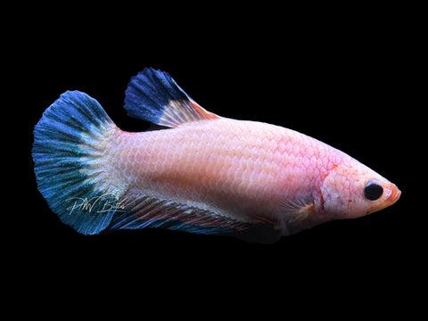 Fancy Rim HMPK Female Betta | F1678