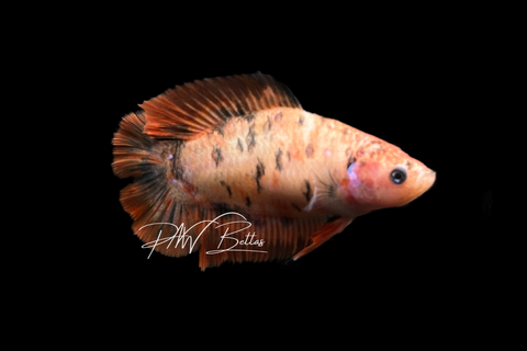 Tiger DTPK Female Betta | F4041