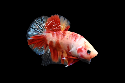 Candy Nemo HMPK Male Betta | M4081