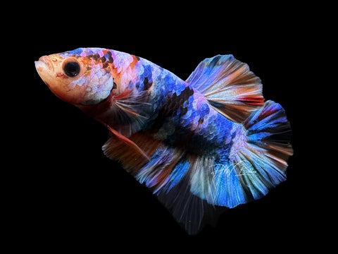 Koi HMPK Male Betta | M2598