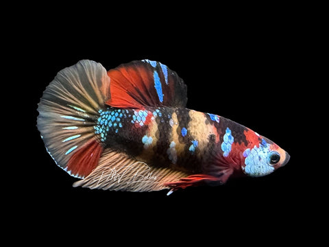 Koi Galaxy HMPK Male Betta | M3104