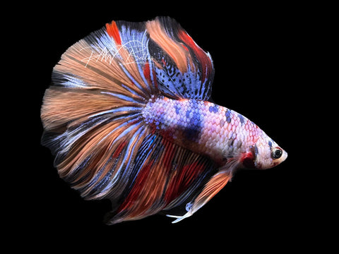 Fancy Marble Halfmoon Male Betta | M3040