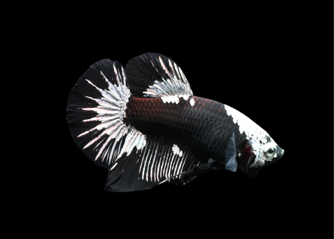 Samurai HMPK Male Betta | 5205