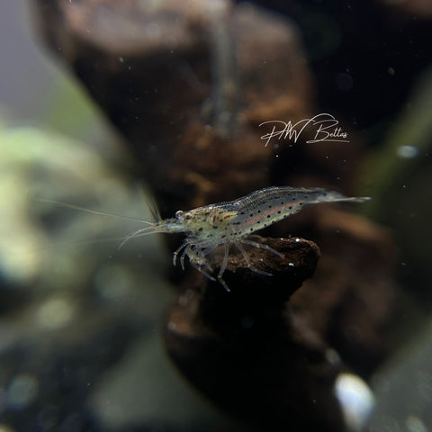 Amano Shrimp | Caridina multidentata