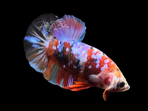 Galaxy HMPK Male Betta | M3050
