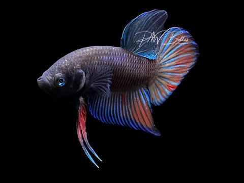 Hybrid Wild Tyle Male Betta | M2857