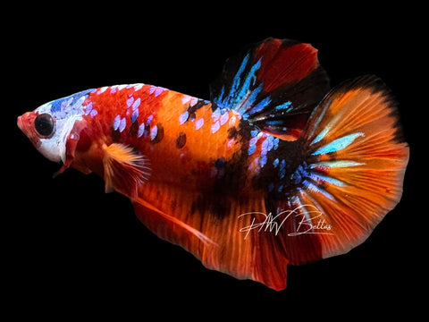 Orange Galaxy HMPK Male Betta | M2790