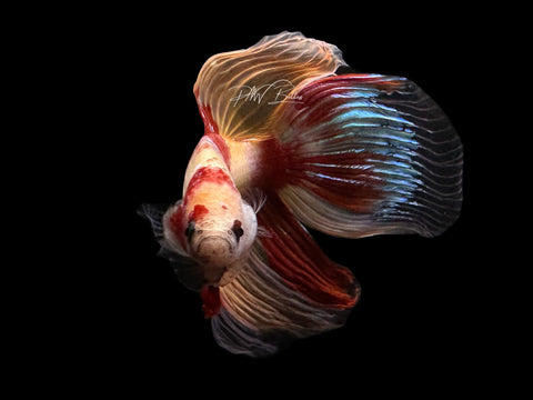 Nemo VT Male Betta | M2582