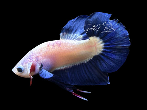 Blue Rim HMPK Male Betta | M3094