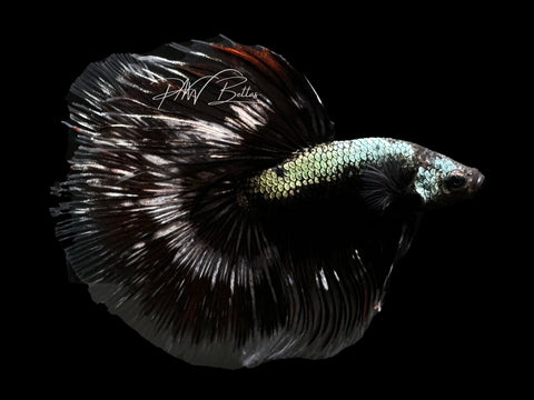 Black Copper Halfmoon Betta | LM10
