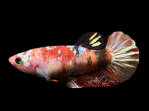 Nemo Copper Plakat Female Betta | F1463