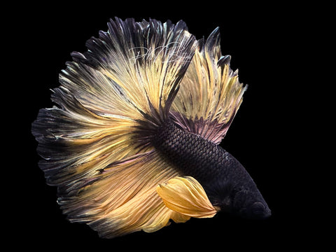 Yellow Copper Halfmoon Male Betta | M3097