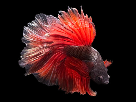 Red Copper Halfmoon Male Betta | M3079