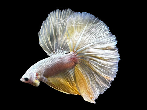 Yellow Dragon Halfmoon Male Betta | M2853