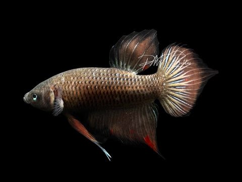 Wild Hybrid Plakat Male Betta | M2823