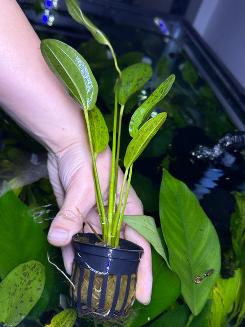 Marble Queen Sword | Potted