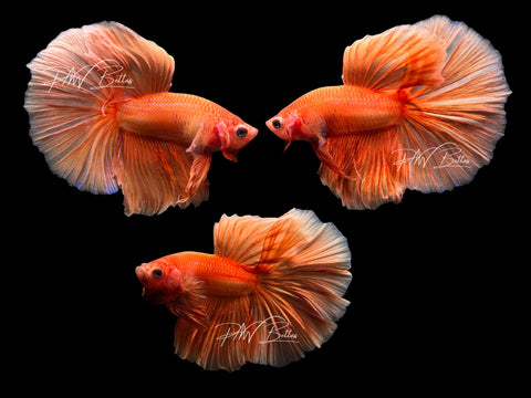 Orange Halfmoon Male Betta