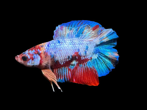 Marble DTPK Male Betta | M2781