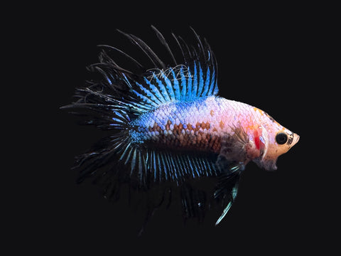 RARE DTCT Male Betta | M2599