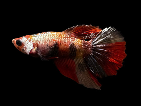 Copper Nemo Halfmoon Female Betta | F2812