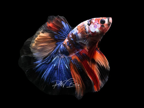 Koi HM Male Betta | M2618