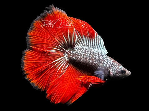 Red Copper DTHM Male Betta | M2787