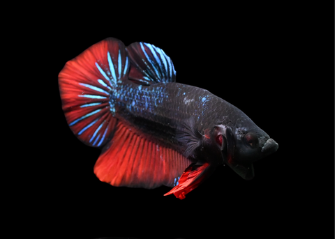 Avatar HMPK Male Betta | 5213