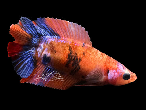 Koi DTPK Female Betta | LF1