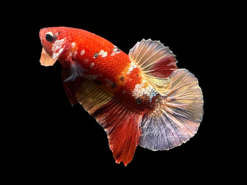 Nemo Copper HMPK Male Betta | M2633