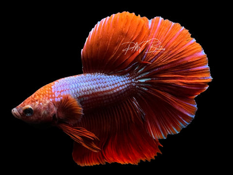 Bi-Color Halfmoon Male Betta | M3099