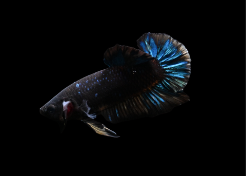 Avatar HMPK Male Betta | 5219
